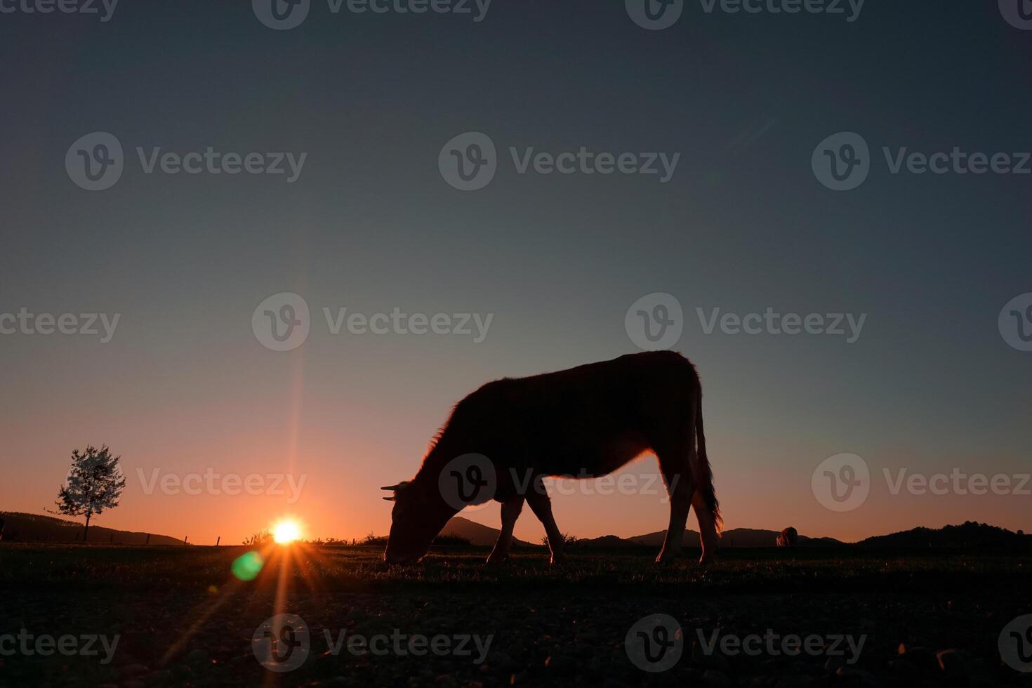 cow silhouette grazing in the meadow and sunset background photo