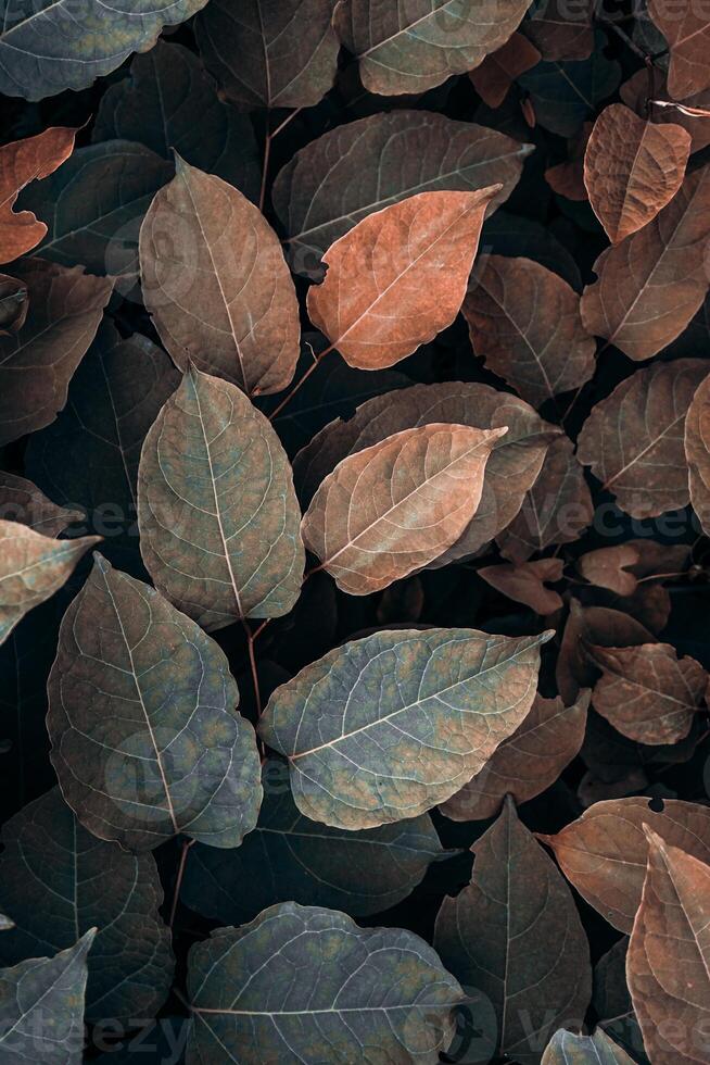 brown plant leaves in autumn season, brown background photo