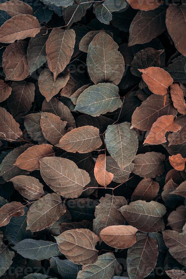 brown plant leaves in autumn season, brown background photo