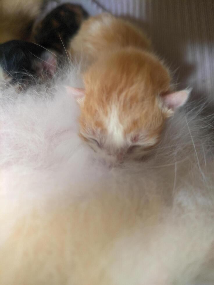 One day a baby kitten was suckling from its mother photo