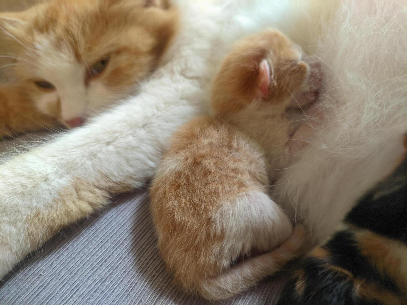 Cat breastfeeding her little kitten photo