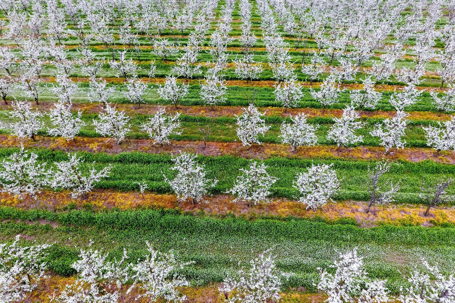 Blossoming young plum garden, top view. Span of the drone over the plum blooming garden. photo