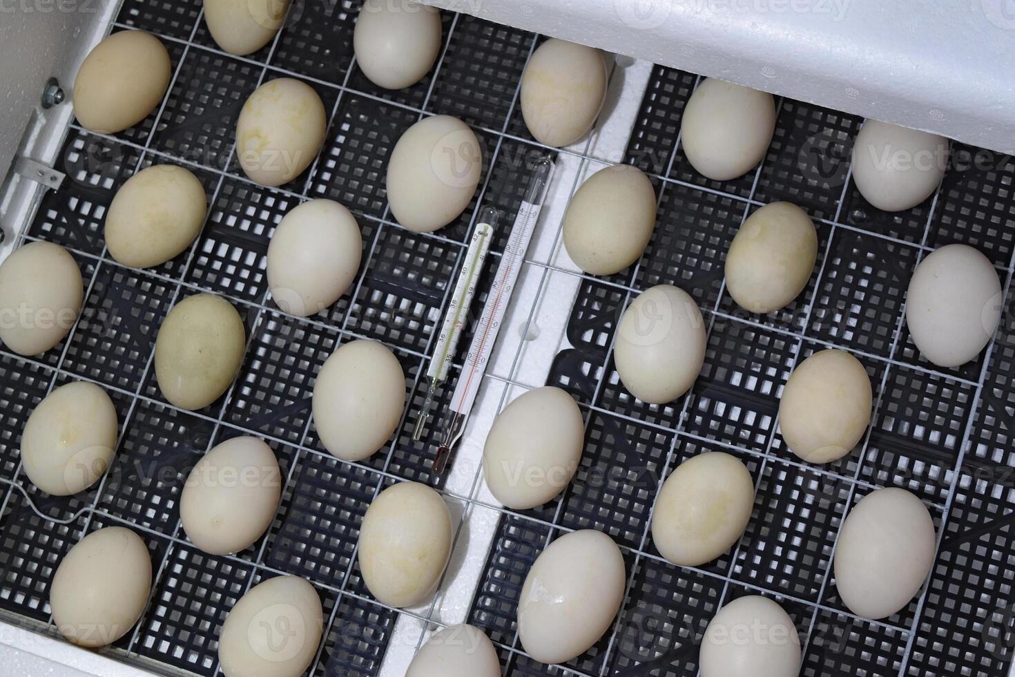 The eggs of a musky duck lying in an incubator. photo