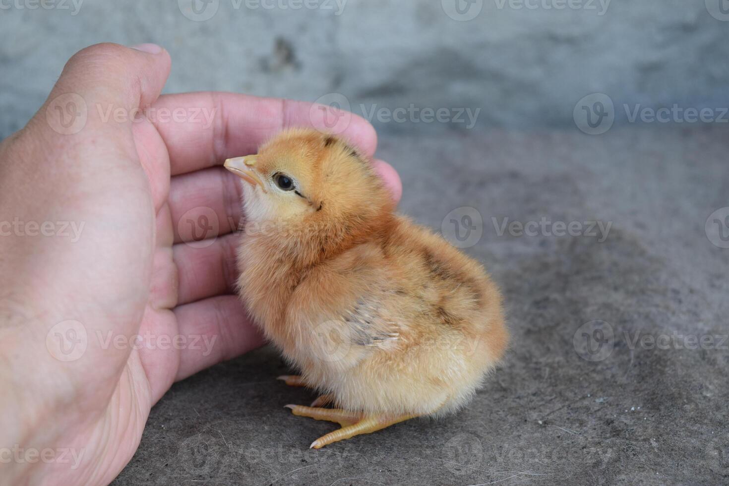 Chicken in a palm photo