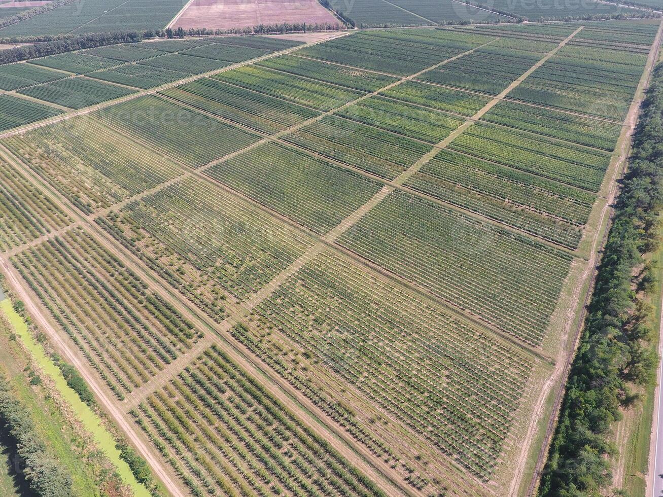 Rows of trees in the garden. Aerophotographing, top view. photo