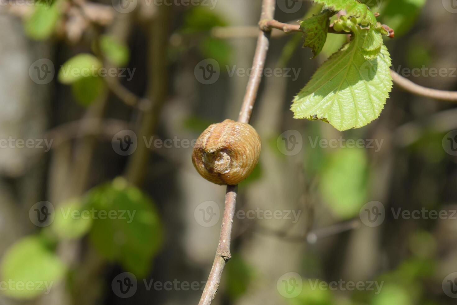 Ootheca mantis on the branches of a tree. The eggs of the insect laid in the cocoon for the winter are laid. Ooteca on a branch of hazelnut photo