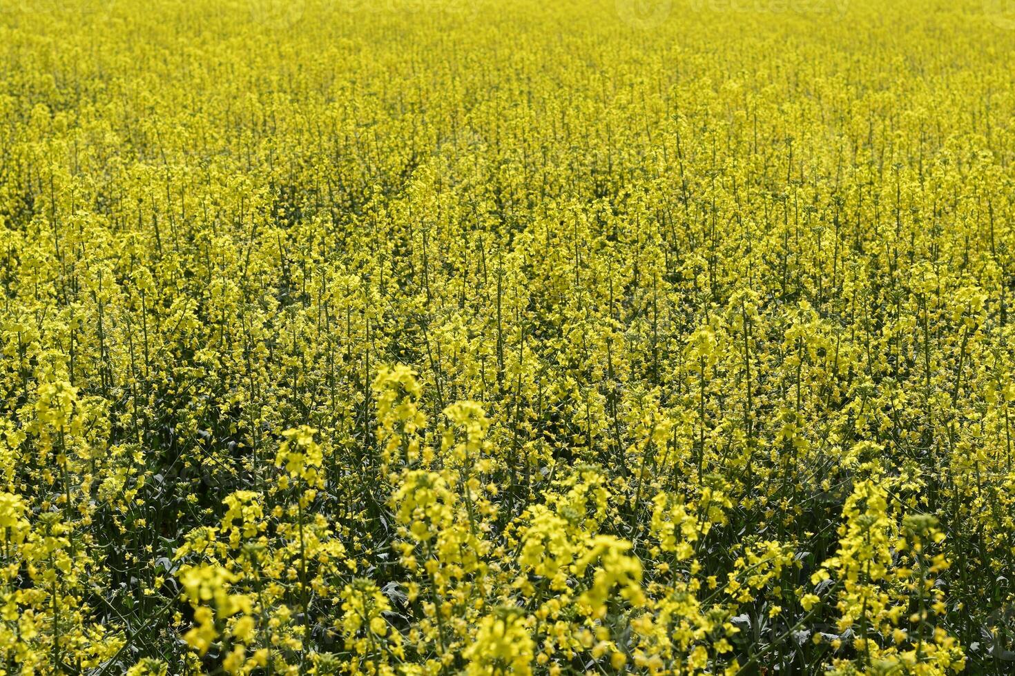 Rapeseed field. Background of rape blossoms. Flowering rape on the field. photo