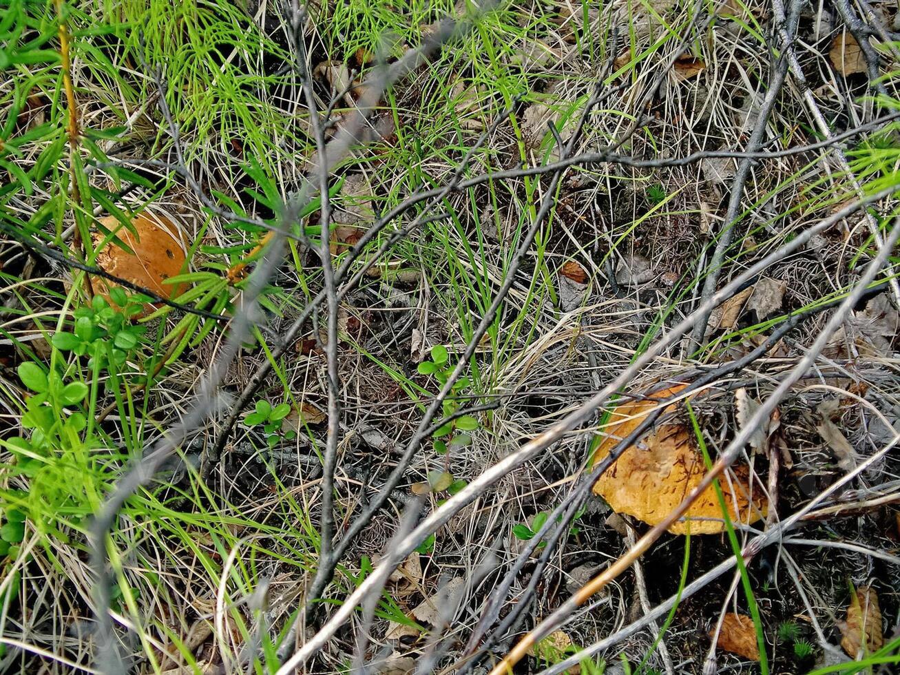 Edible mushrooms in the forest litter. Mushrooms in the forest-t photo