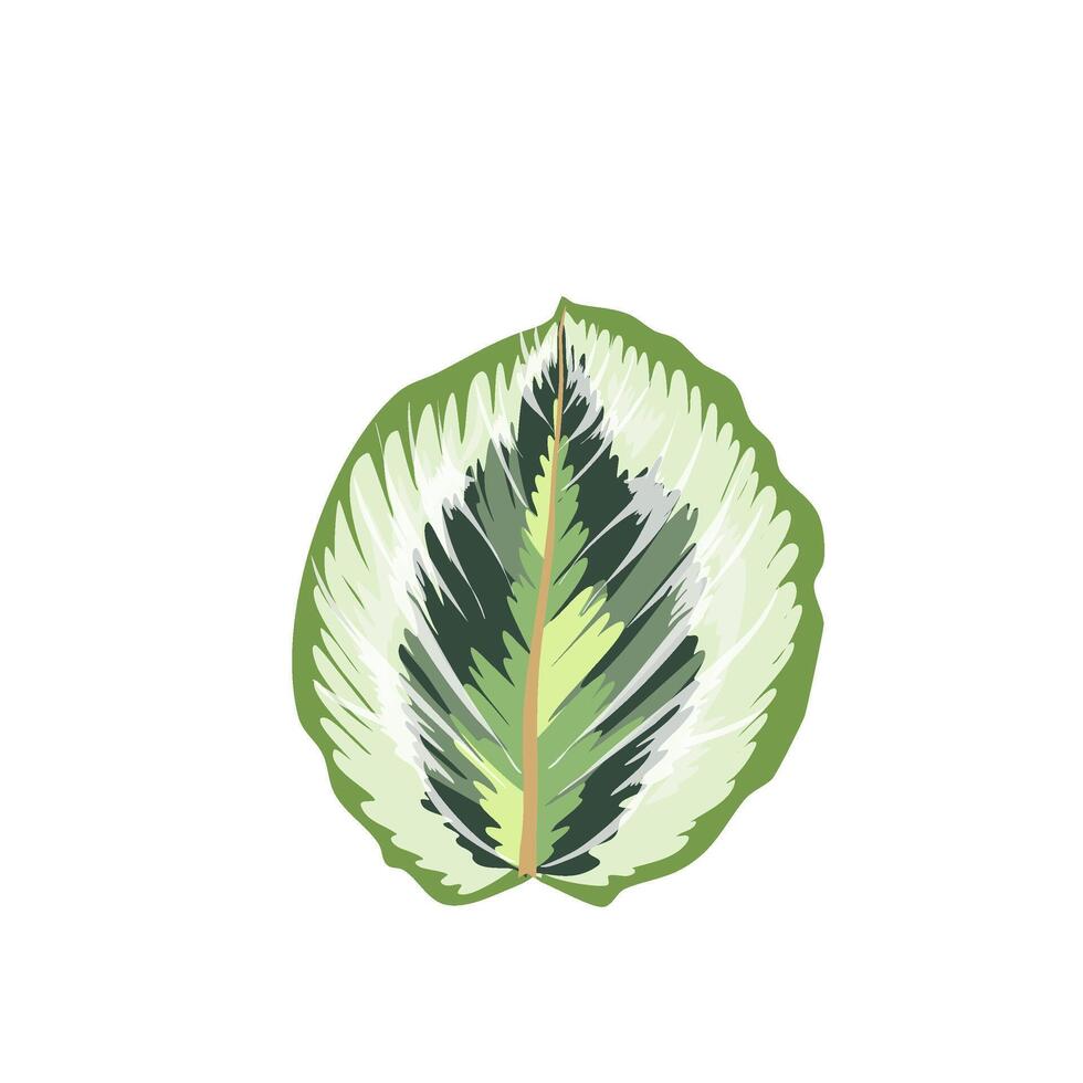 plant marantaceae leaves vector