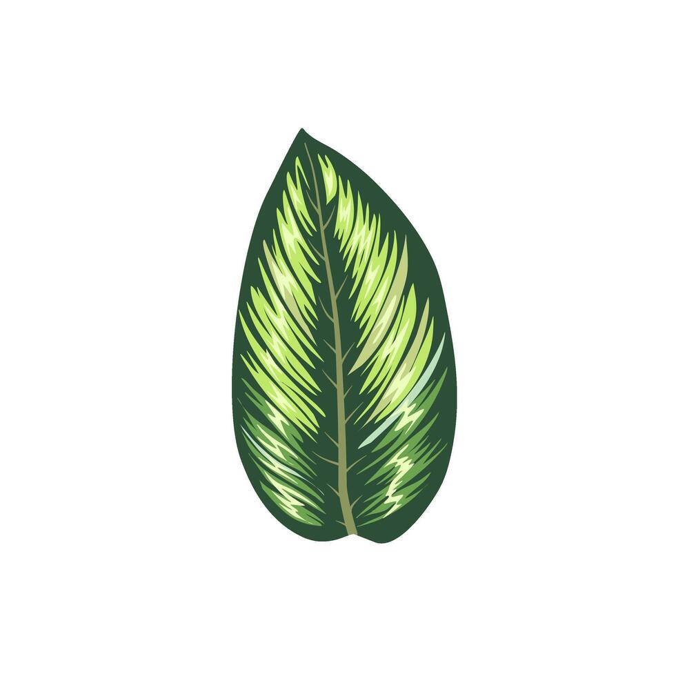 plant marantaceae leaves vector
