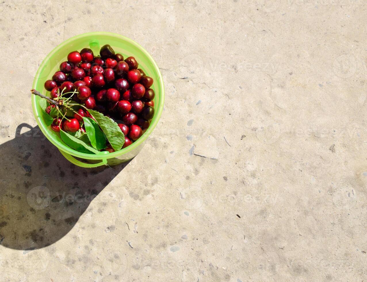 Cherries in a plastic green bucket. Ripe red sweet cherry photo