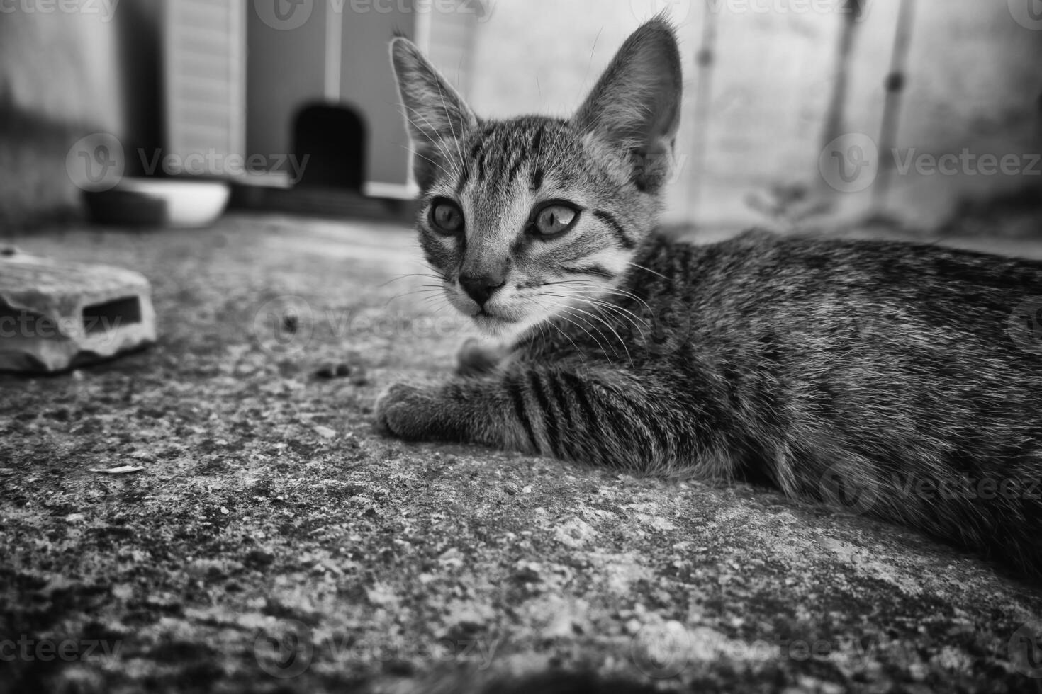 Abandoned cat in a feline colony photo