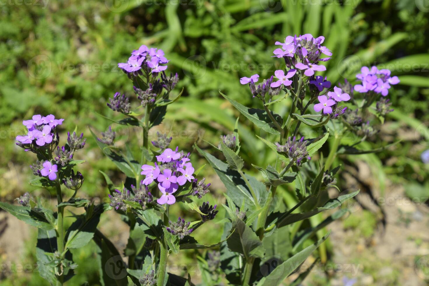 Dames Rocket Violet photo