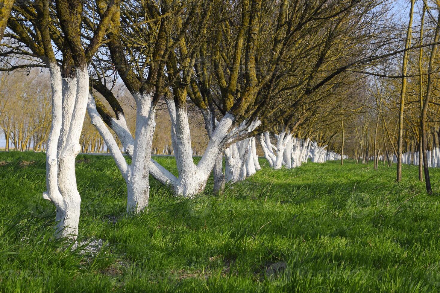 Whitewashed tree trunks along the road. Apricots along route with a green meadow and whitewashed boles. photo