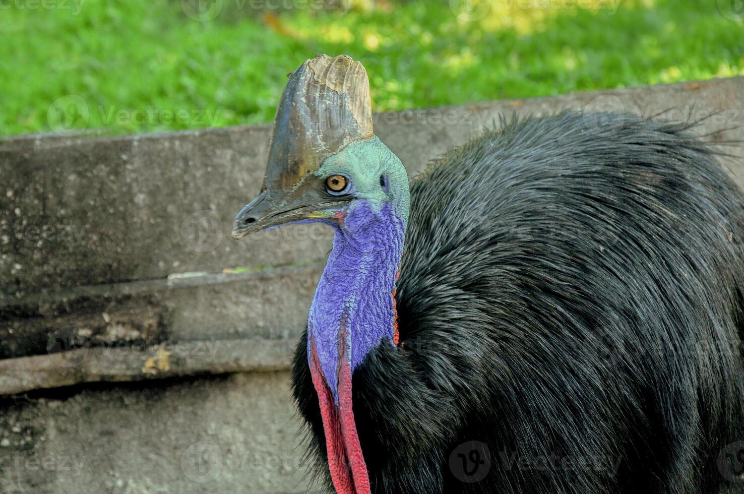 Cassowary showing up her beauty photo