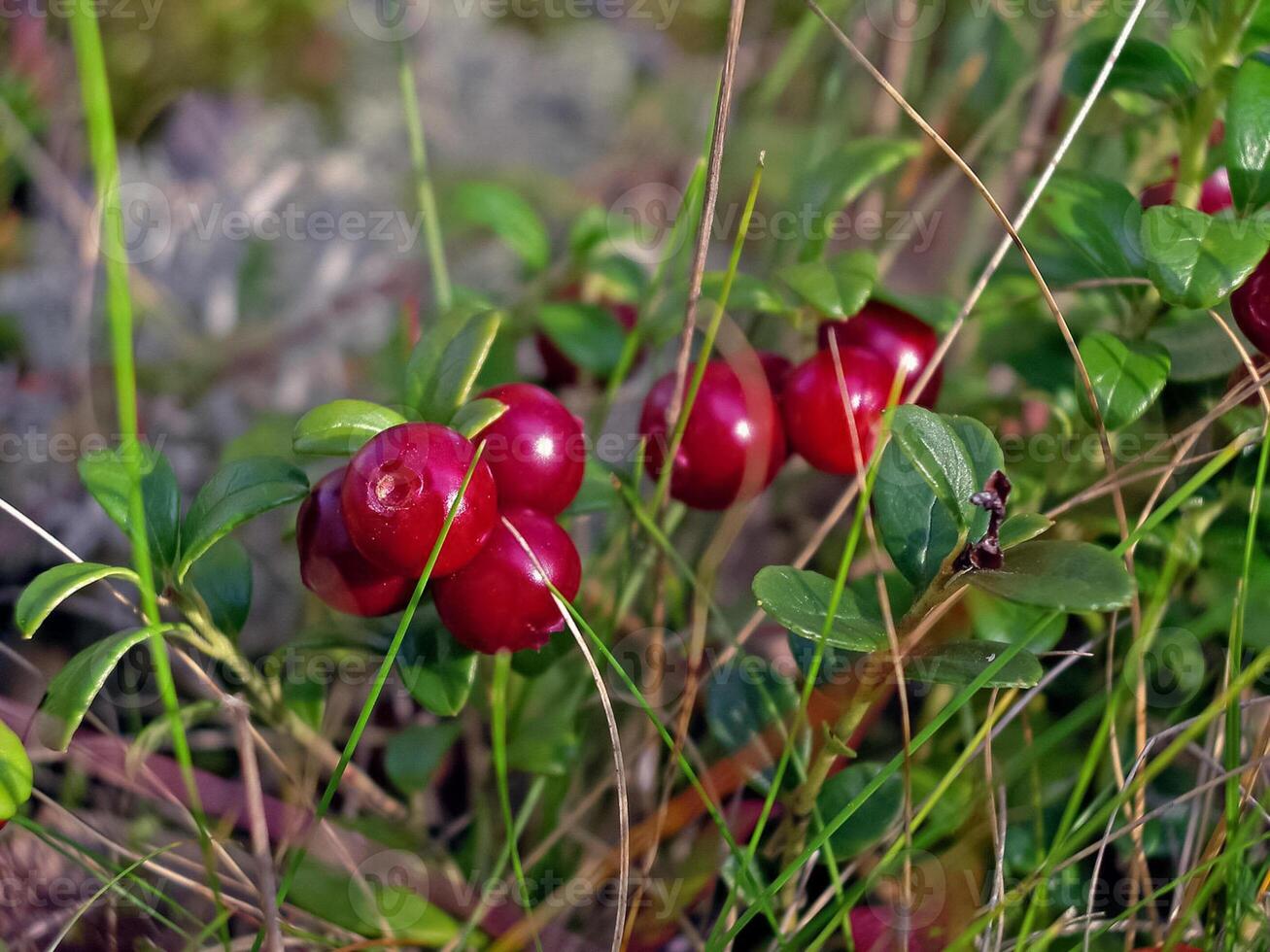 Red berries of red bilberry on bushes. Berries in the tundra. photo