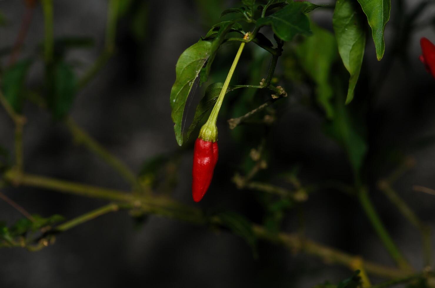 a red chili pepper growing on a plant photo