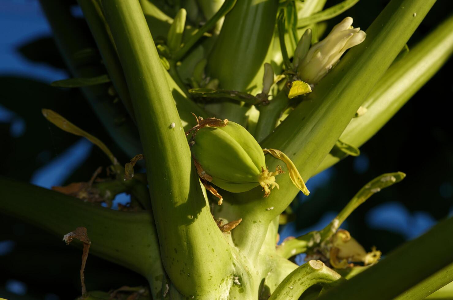 papaya young fruit photo