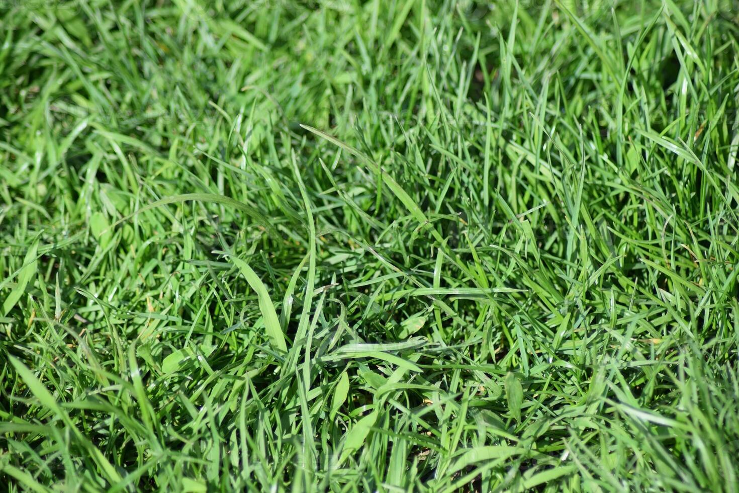 Field of young green barley photo