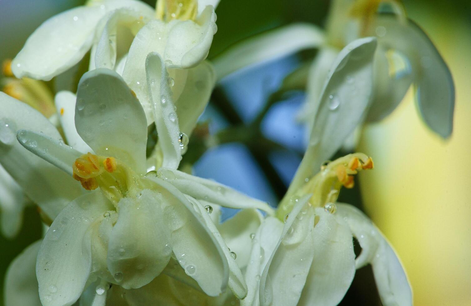 moringa tree flower photo