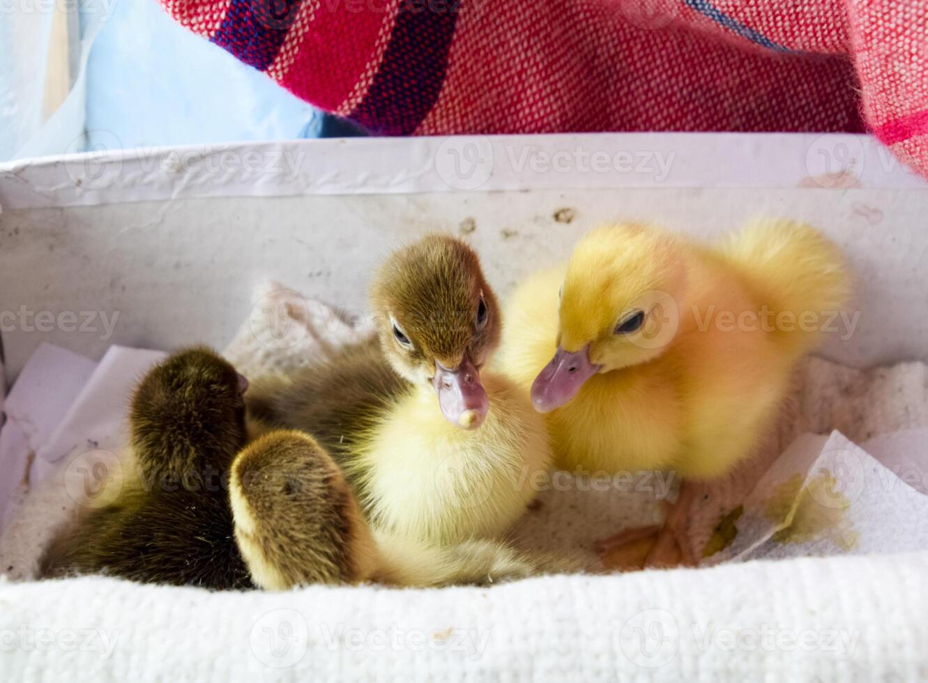 Ducklings of a musky duck photo