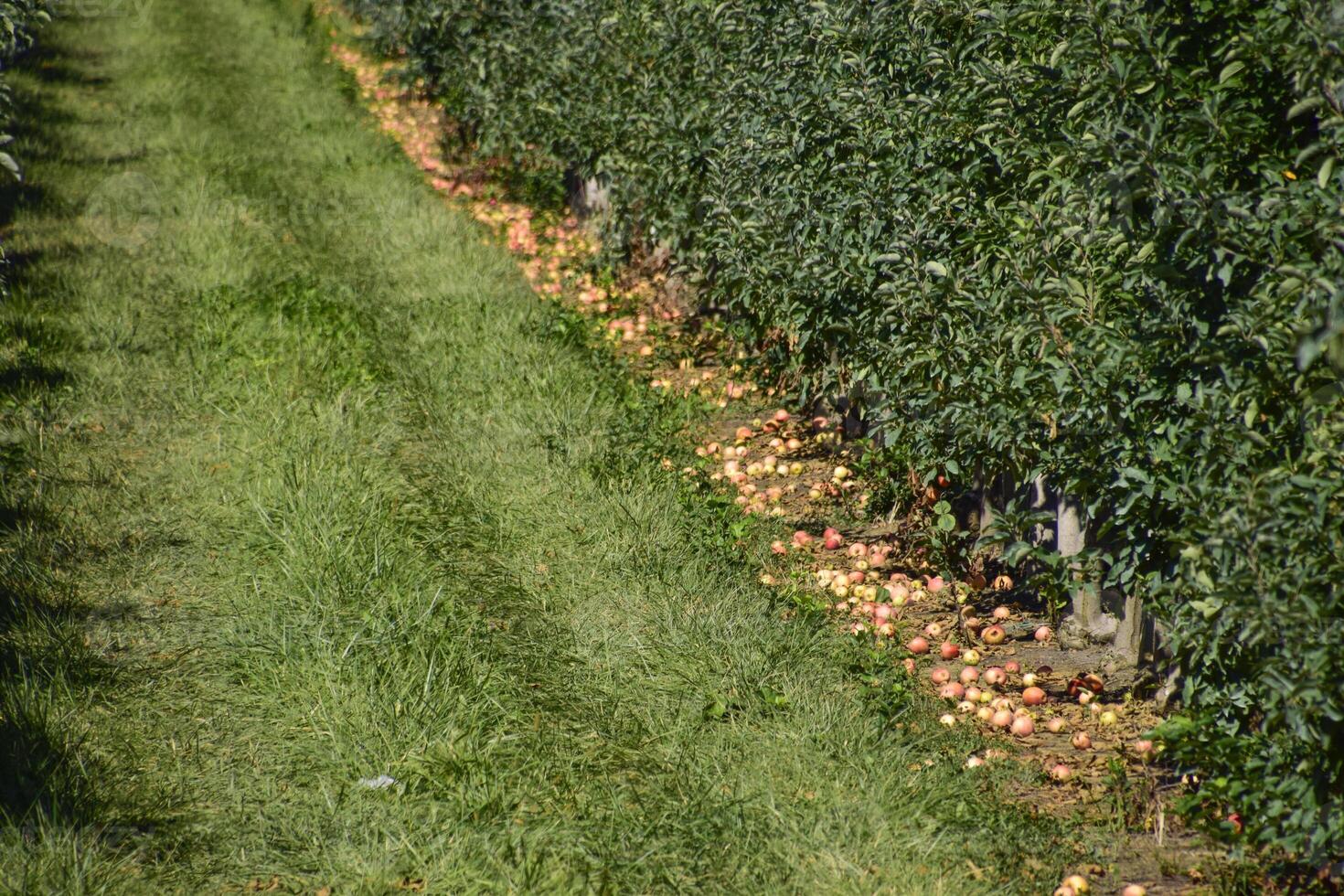 Apple orchard. Rows of trees and the fruit of the ground under t photo