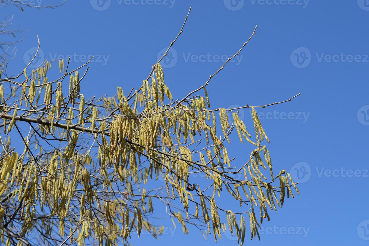 Flowering hazel hazelnut photo