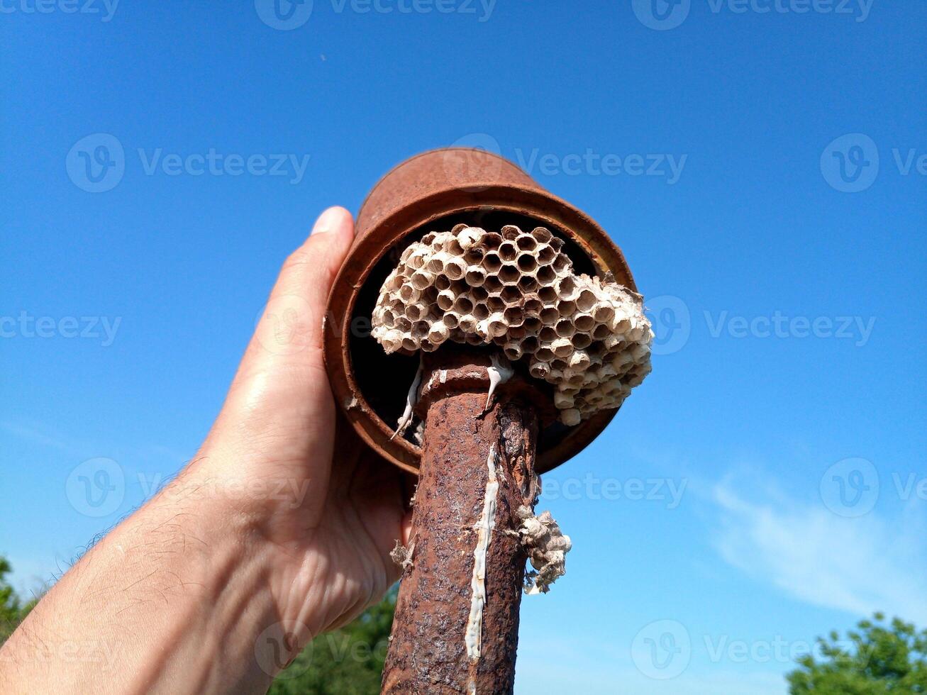 The nest wasps polistov. Vespiary photo