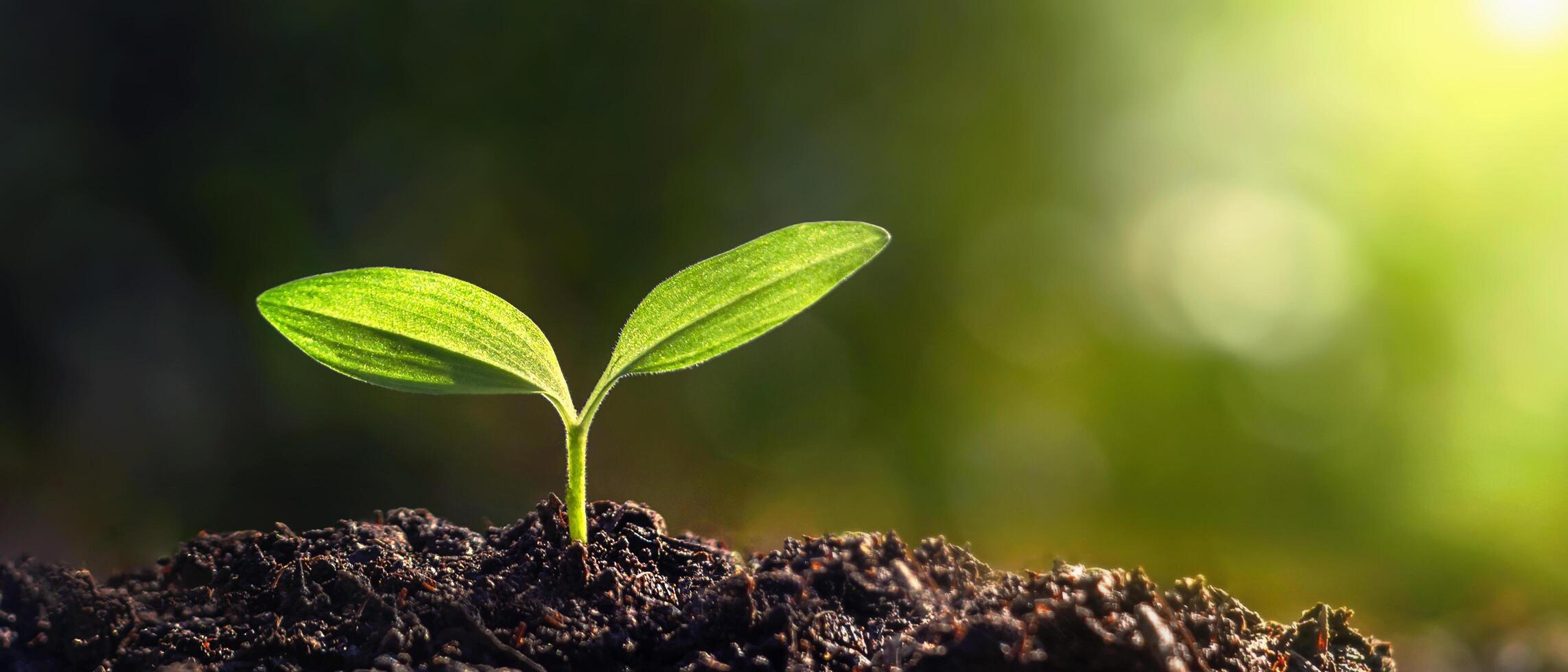 Panorama of small trees planted with sunrise Green world and world day concept photo