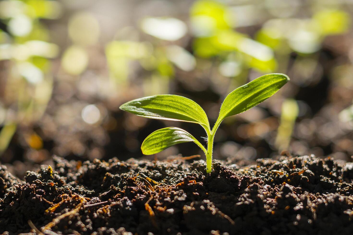 Panorama of small trees planted with sunrise Green world and world day concept photo