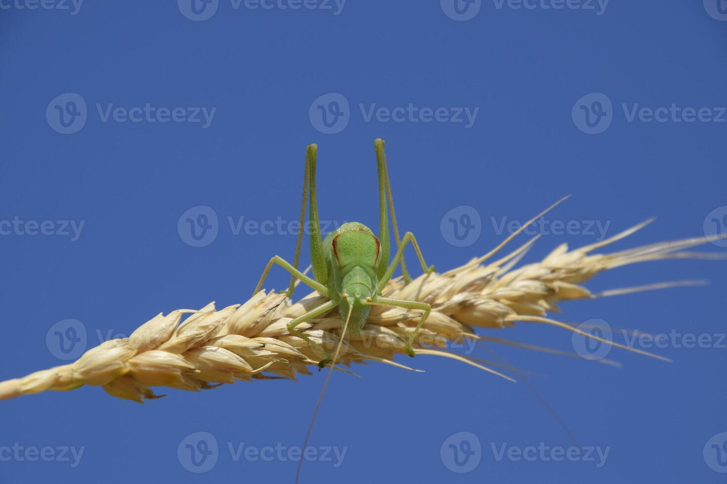 Isophya. Grasshopper is an isophy on a wheat spikelet. Isophya a photo