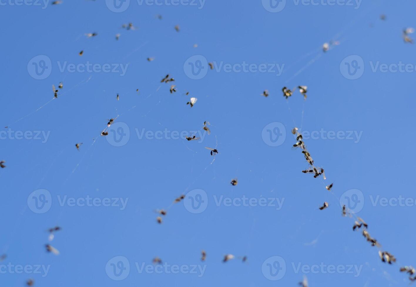 Winged ants in the web. Caught by a cobweb of ants. photo