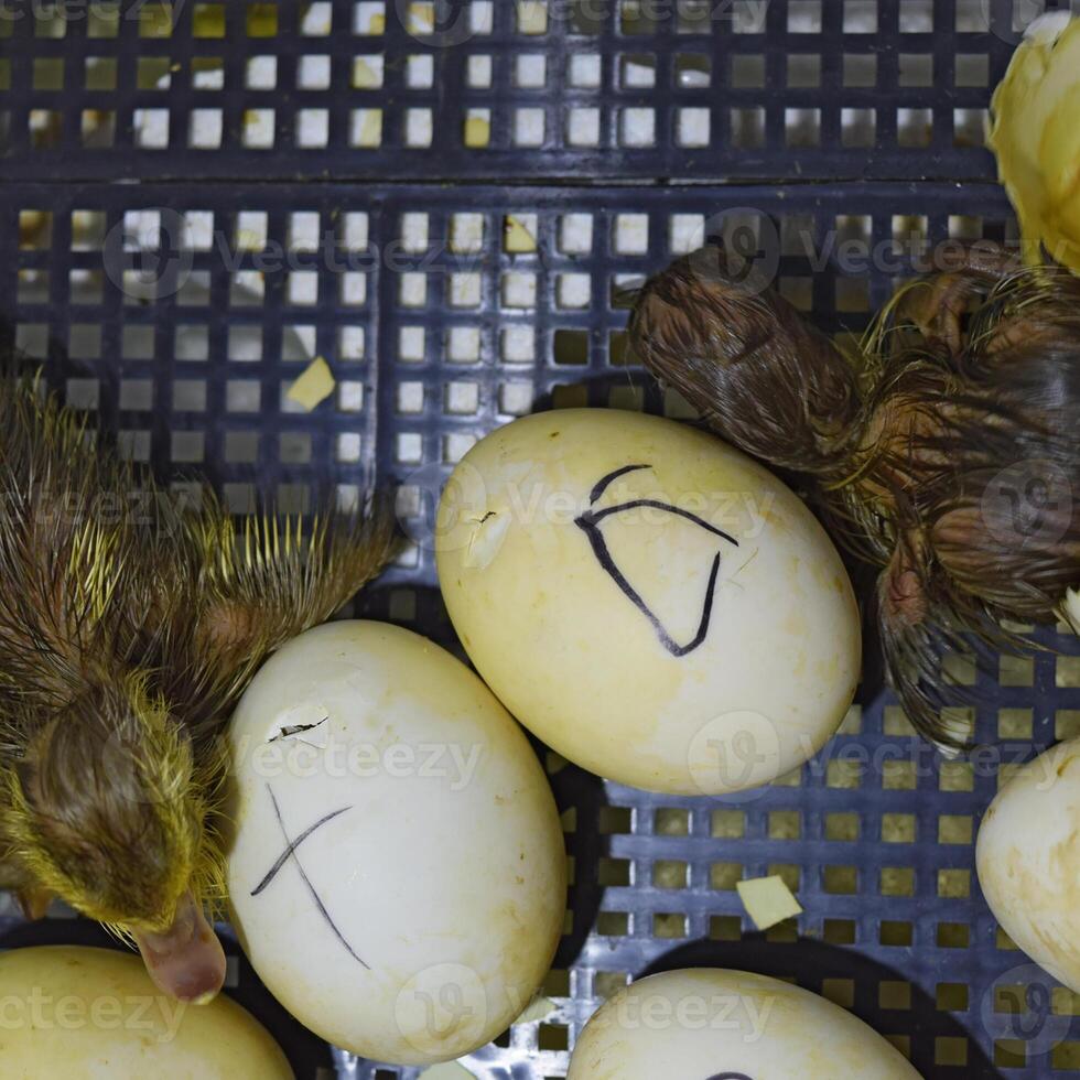 Musk duck ducklings hatched from eggs photo