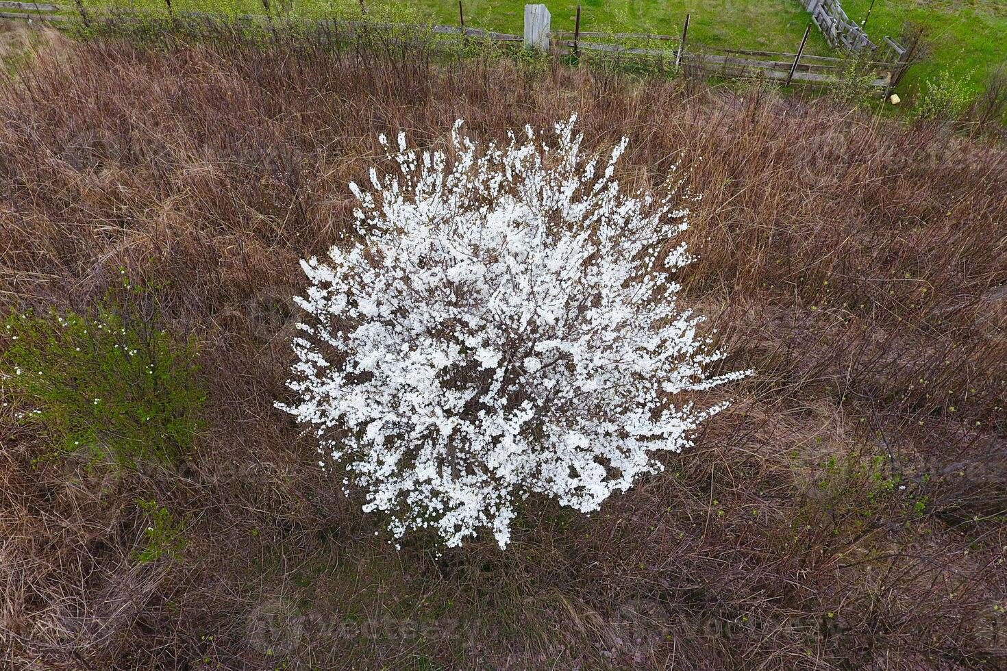 floreciente Cereza ciruela. un ciruela árbol entre seco césped. blanco flores de ciruela arboles en el ramas de un árbol. primavera jardín. foto