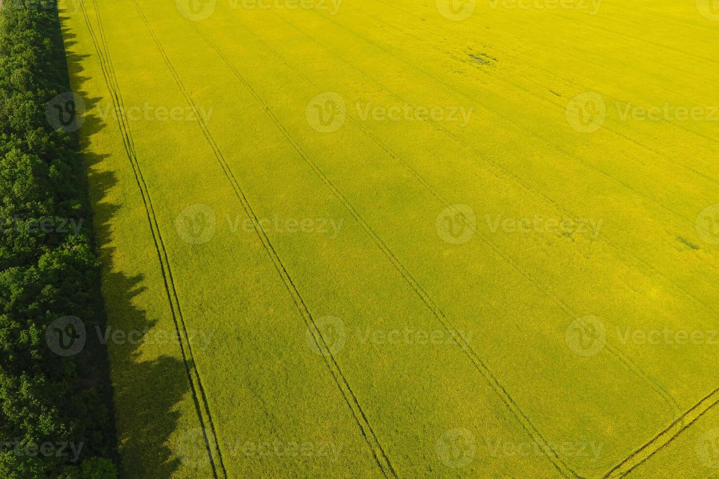 Field of flowering rape and forest belts for wind protection. Rape, a syderatic plant with yellow flowers. Field with siderates. photo