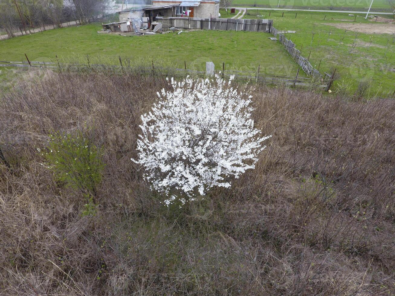 Blooming cherry plum. A plum tree among dry grass. White flowers of plum trees on the branches of a tree. Spring garden. photo