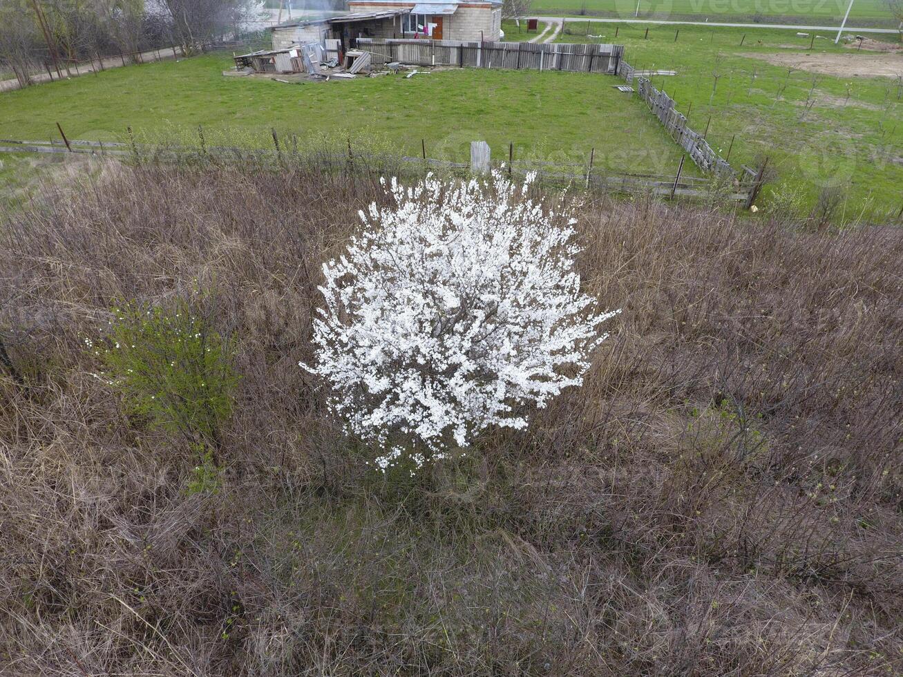 floreciente Cereza ciruela. un ciruela árbol entre seco césped. blanco flores de ciruela arboles en el ramas de un árbol. primavera jardín. foto