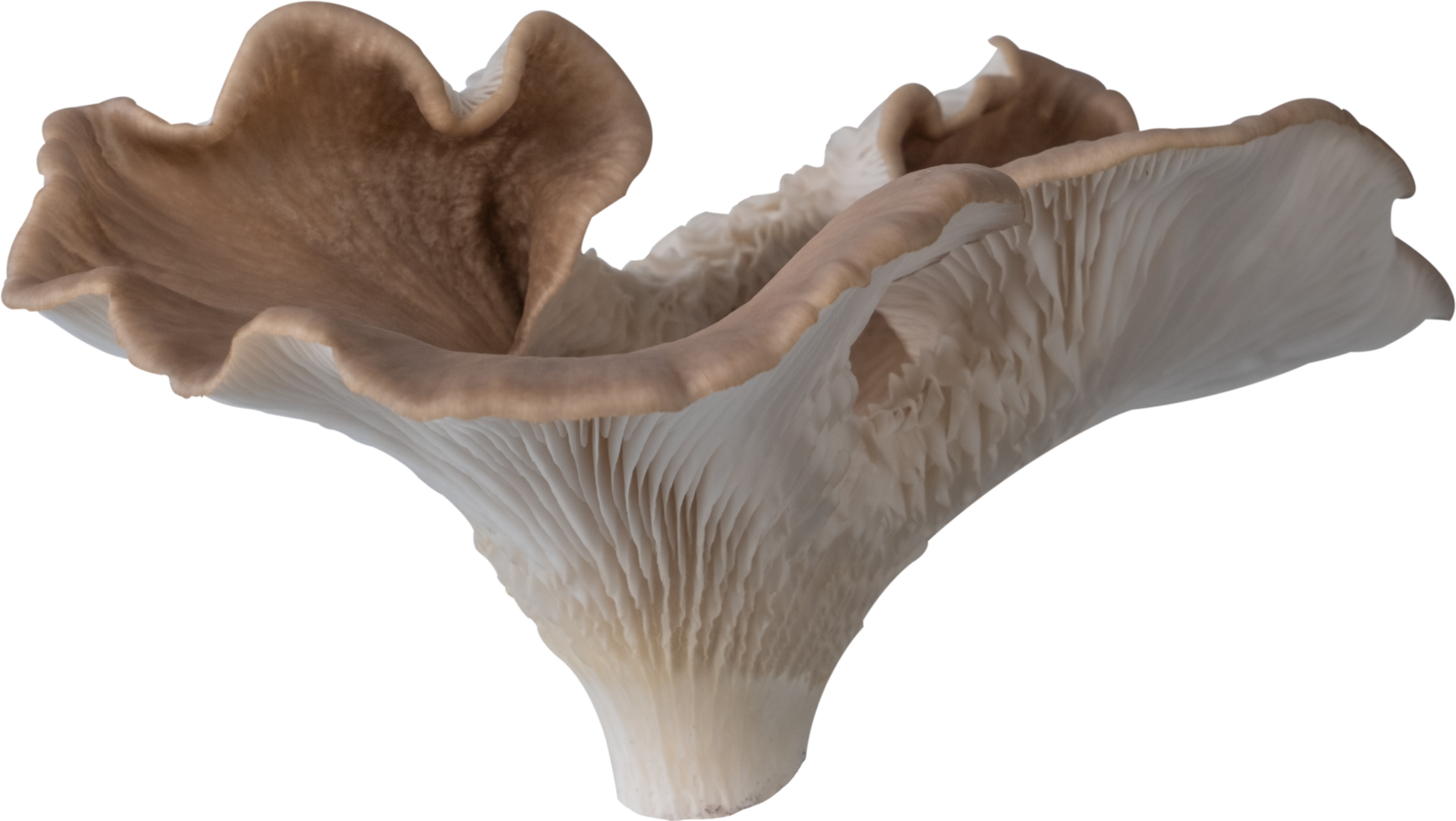 edible mushroom cut out on transparent background. png