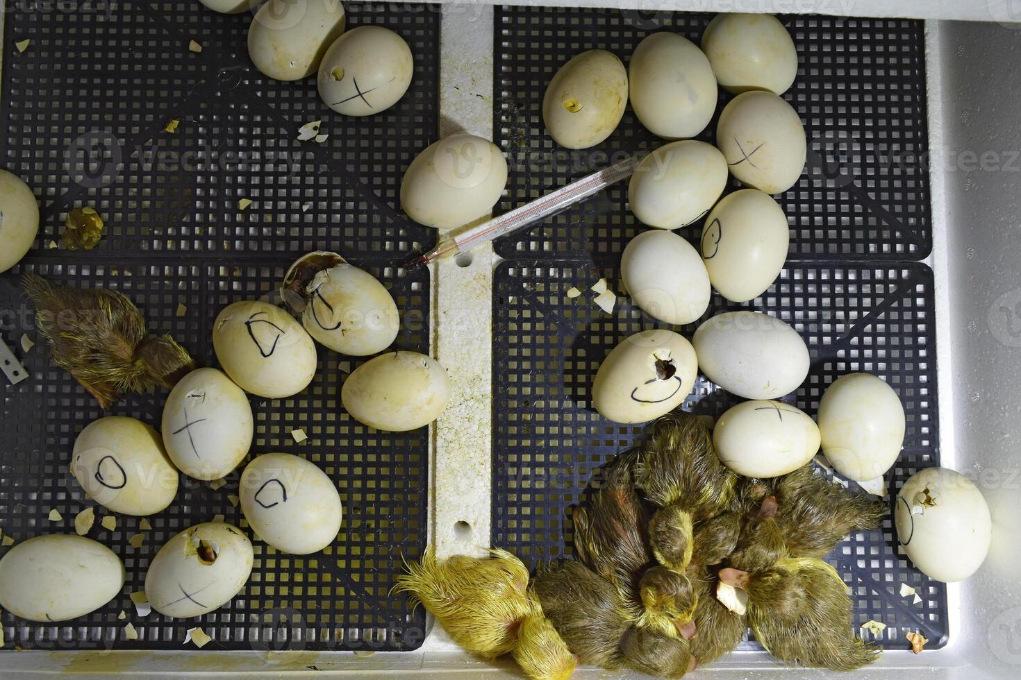 Musk duck ducklings hatched from eggs photo