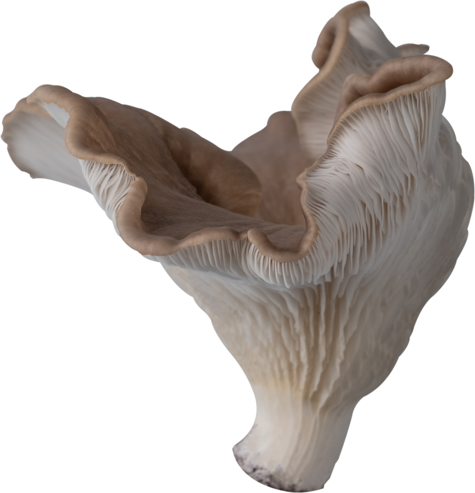 edible mushroom cut out on transparent background. png