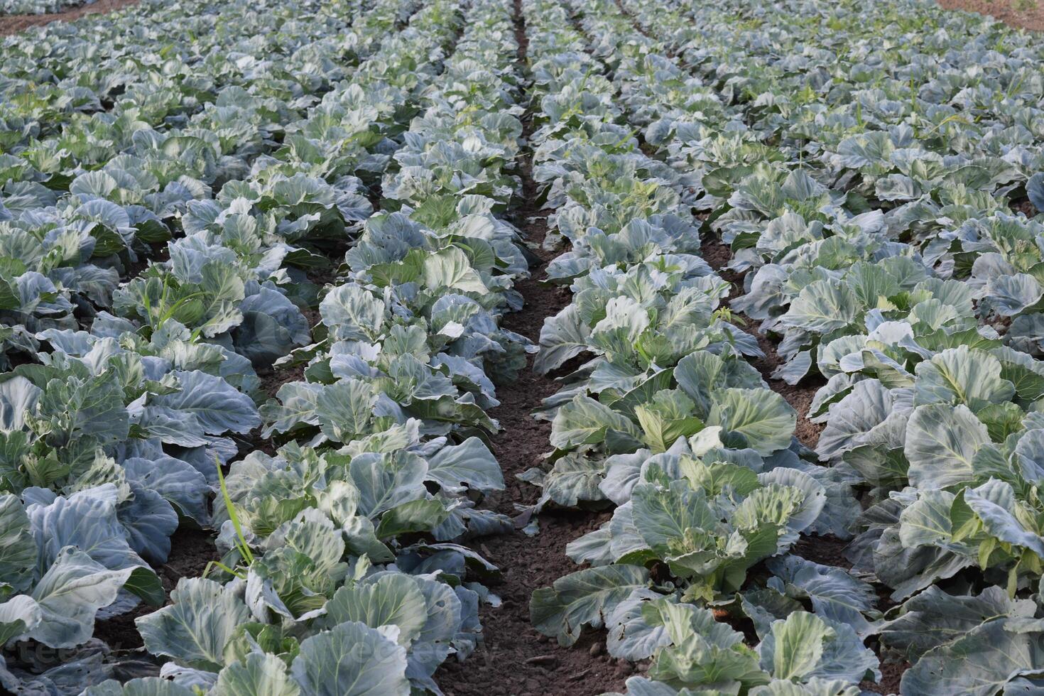 Cabbage field. Cultivation of cabbage in an open ground in the field. Month July, cabbage still the young photo