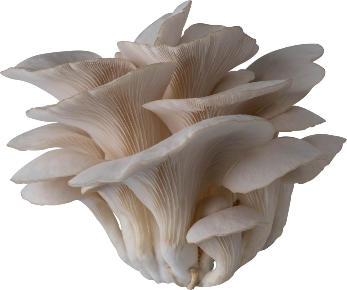 oyster mushroom cut out on transparent background. png