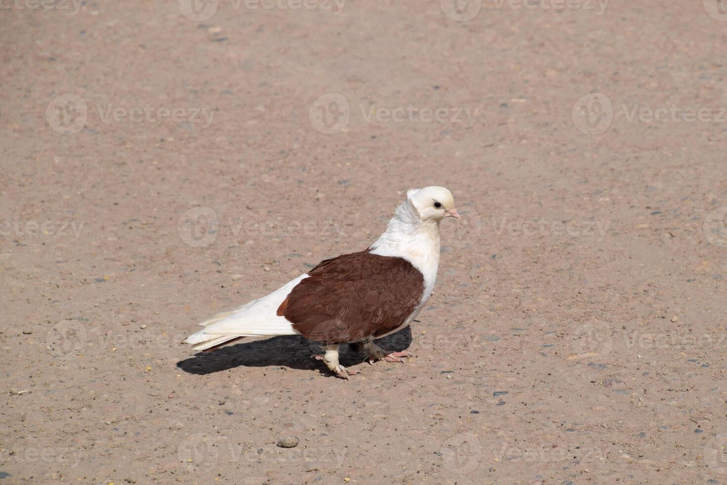 Purebred white-brown pigeon photo