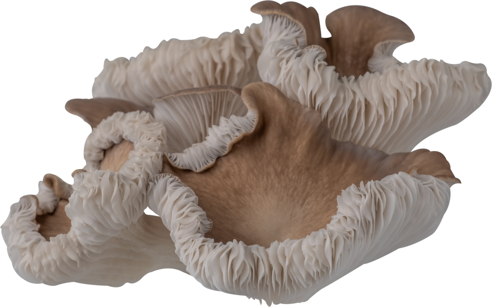 edible mushroom cut out on transparent background. png