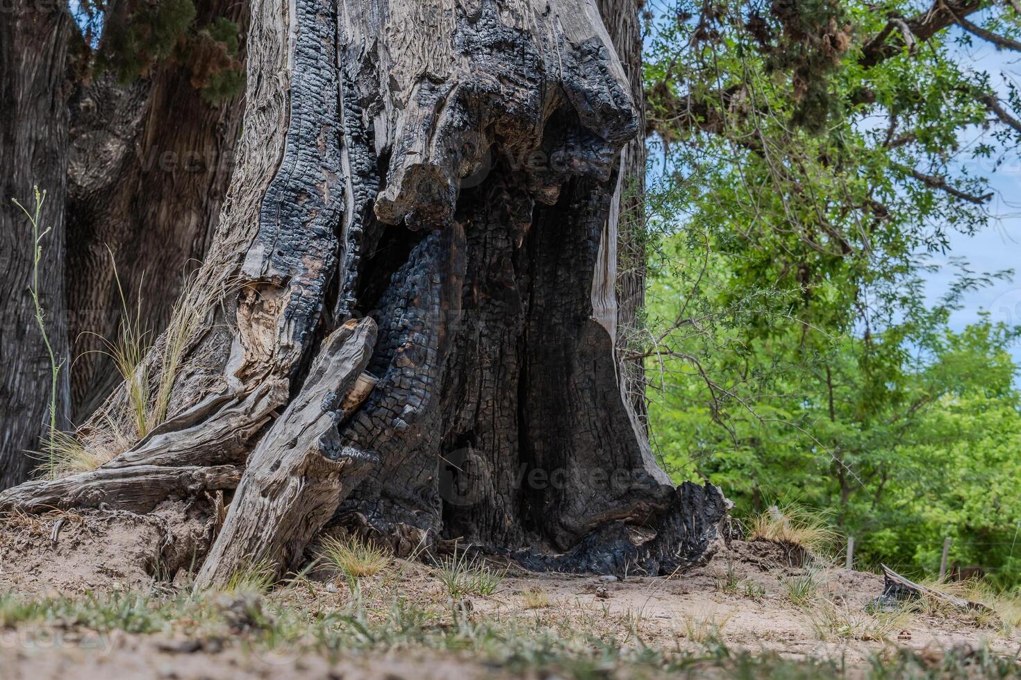 Broken and burned tree trunk. photo
