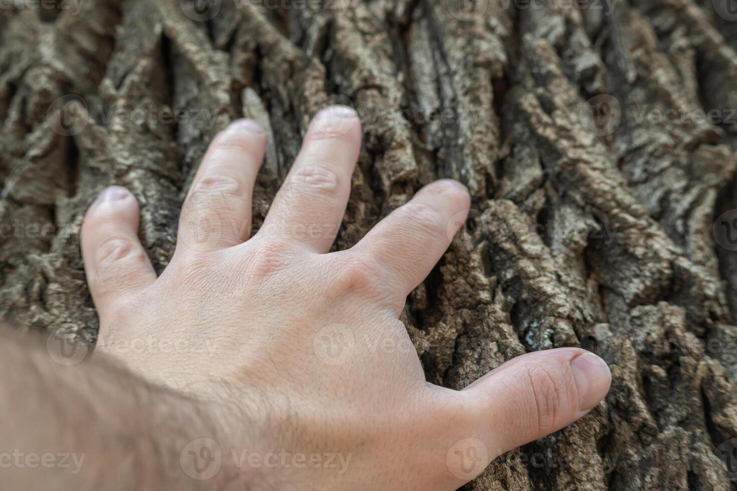 Hand touching the trunk of an old tree. photo