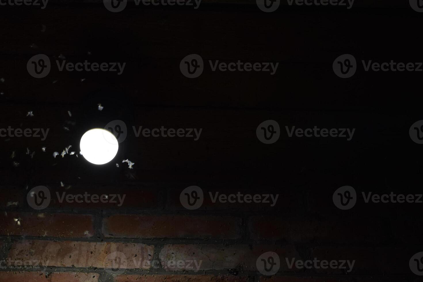 Night insects at a bulb photo