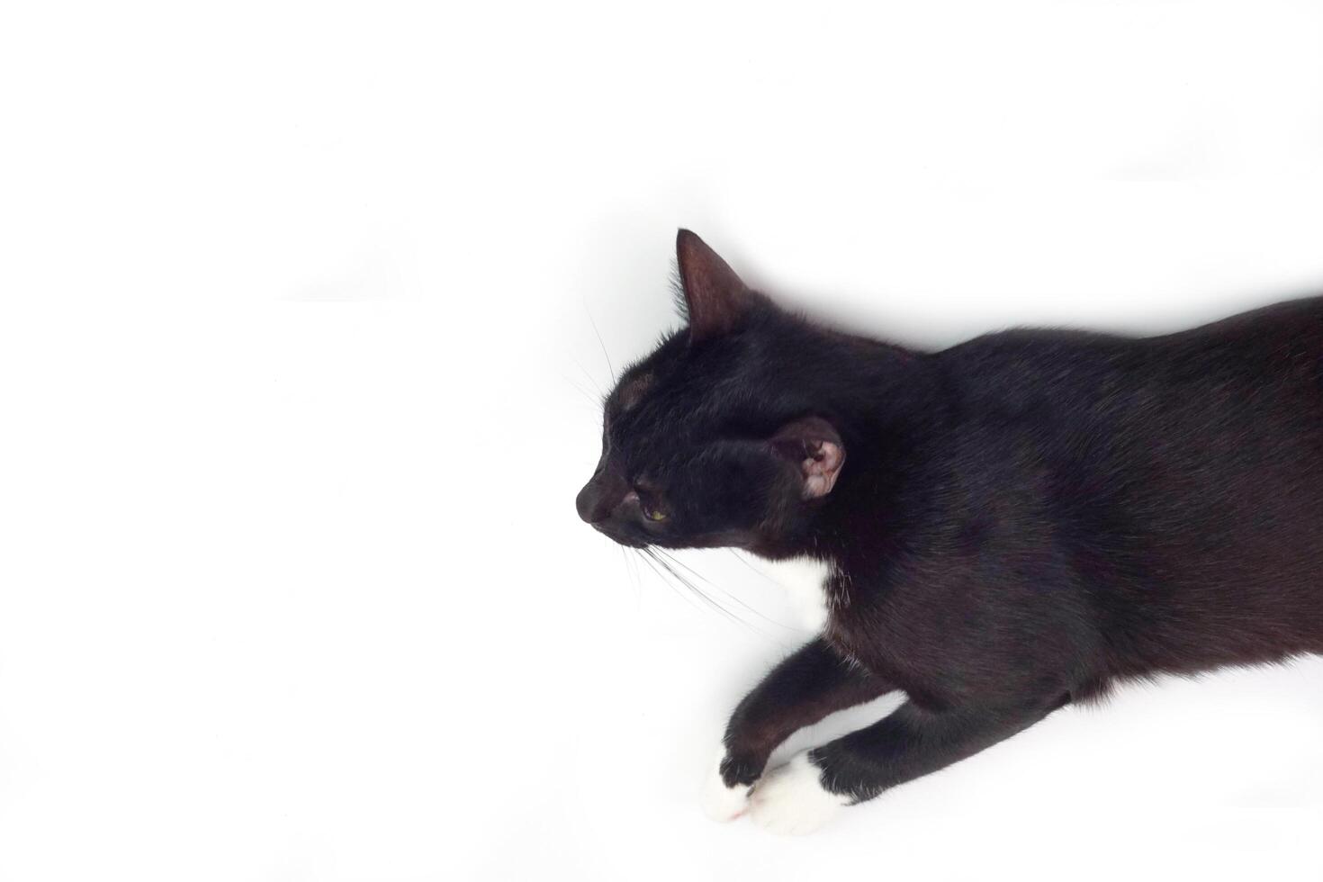 Cute black furry cat lying on white background. Pet and mammal concept. photo