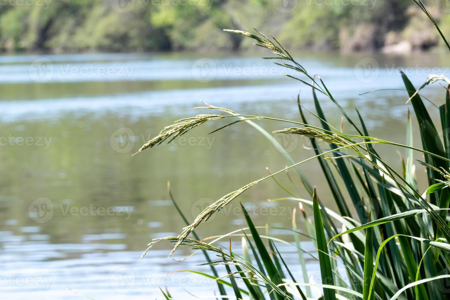 Pastures on the banks of a river in Argentina. photo