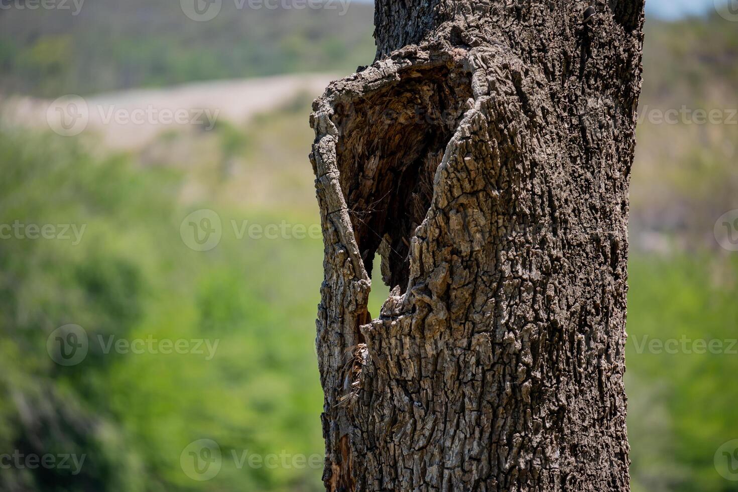 Old dry trunk of a tree on a green background with copy space. photo